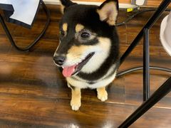 -豆柴町-柴犬主题狗咖(红鼎国际C座店)