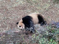 -成都大熊猫繁育研究基地