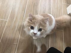 -李小姐の猫咖啡馆(五角场店)
