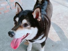 -柴犬高等学院·狗咖·柴犬售卖·宠物训练