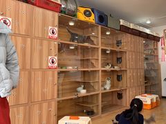 -喵百万·布偶·蓝金金渐层英短·猫舍(百子湾店)