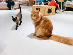 -藏猫猫咖啡主题馆(中央大道店)