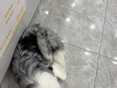 -瑞鹏宠物医院·骨外科·心肾科·肿瘤科(九亭店)