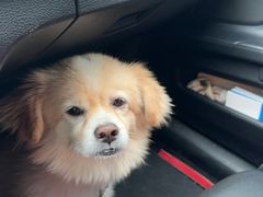 -博特宠物医院24h犬猫全科.骨科·异宠