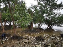 -宝安西湾红树林湿地公园