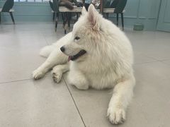 -安格丽娜·狗咖·猫咖羊驼咖(春熙路百盛商场店)