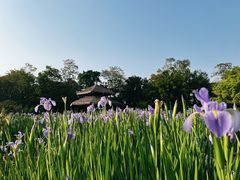 -广西壮族自治区药用植物园
