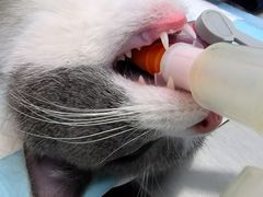 -关爱宠物医院·猫科中心·消化科(滨湖万达分院)