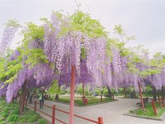 -嘉定紫藤园