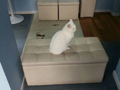 -喵的天空名猫咖啡馆·撸猫·猫舍·用品