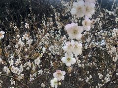 -广州市流溪河国家森林公园