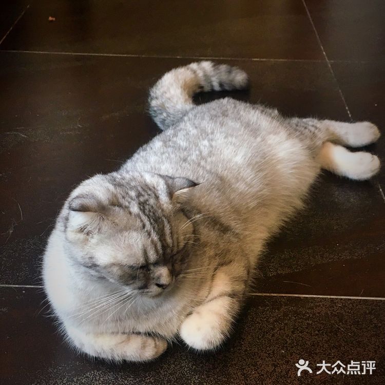 尤其是在自己忙碌一天休息的时候撸个猫解个乏