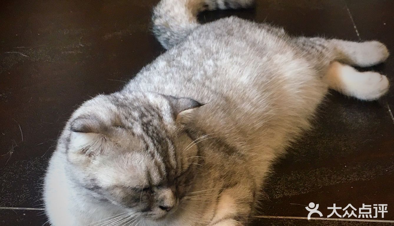 尤其是在自己忙碌一天休息的时候撸个猫解个乏