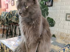 -平行世界·猫咖(首经贸店)
