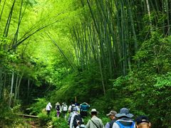 -四明山国家森林公园