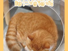 -瞄一喵猫咖(格力海岸店)