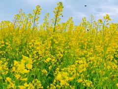 -光明小镇欢乐田园