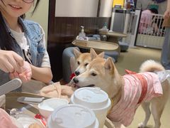 -逗柴咖啡屋·狗咖猫咖宠物桌游