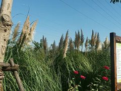 -上海长兴岛郊野公园