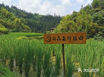 大利村的今天是小朋友们最向往的活动抓稻花鲤冒着大太阳