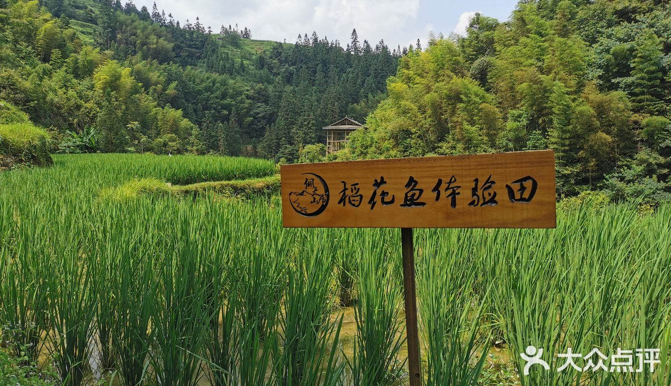 稻花鲤[色]