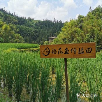 大利村的今天是小朋友们最向往的活动抓稻花鲤冒着大太阳