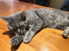 -猫小院猫主题餐厅(三里屯店)