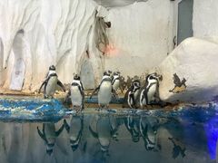 -太平洋海底世界