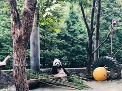-都江堰中华大熊猫苑