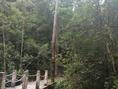 -九龙江国家森林公园