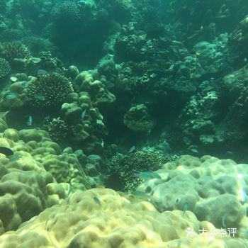 这里的海水，大部分点的能见度都非常高，当然这要靠运气