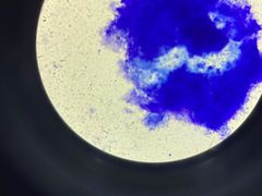 -佳雯宠物医院(金华南路分院)