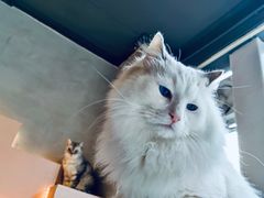 -猫儿山۰猫主题餐厅