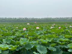 -西青郊野公园