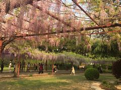 -嘉定紫藤园