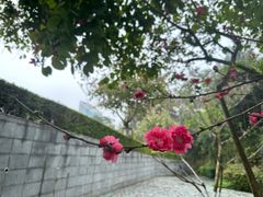 -狐尾山公园
