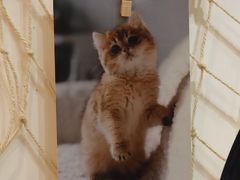 -Let's go狗咖·猫咖·奶狗·桌游(春熙路IFS店)