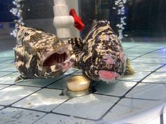 -大锅强·蒸海鲜青岛菜(吾悦广场店)