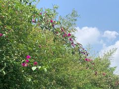-空港花田景区