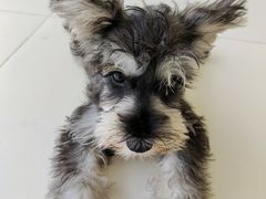 -怪兽屋·羊驼·猫咖·狗咖(俊华广场店)