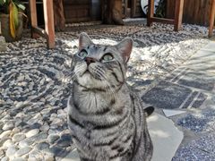 -喵屿·大理花园猫咖