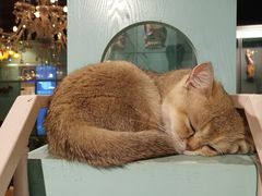 -猫小院猫主题餐厅(三里屯店)