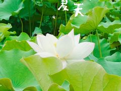 -绍兴镜湖国家城市湿地公园