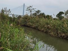 -芒洲湿地公园