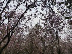 -番禺大夫山森林公园