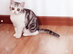 -Bastet sally猫舍购宠(静安店)