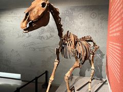 -齐齐哈尔市博物馆