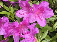 -徐家汇源景区-衡山公园