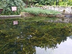-成都市活水公园
