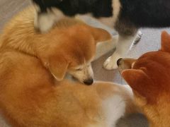 -喜柴咖啡·柴犬狗咖